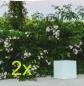 Preview: 2er SET New Garden CUBY 20 Leuchtwürfel in weiss In&Out 230V